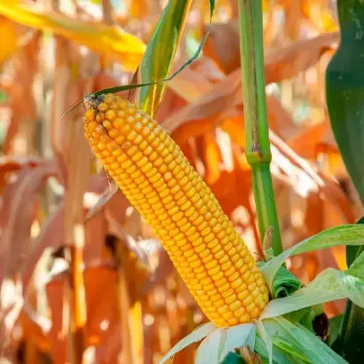 КРАНБЕРИ КС