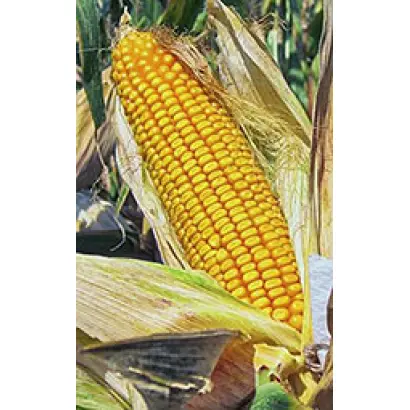 КУБАНСКИЙ 160 СВ