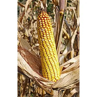 ОДИССЕЙ 230 СВ