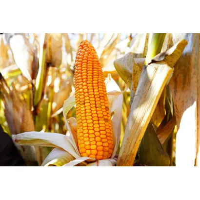 РЖТ ГАЛИФАКС