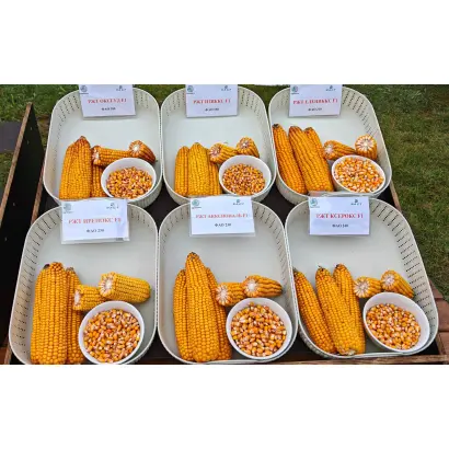 РЖТ ИРЕНОКС