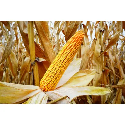 РЖТ БЕЛАНОКС