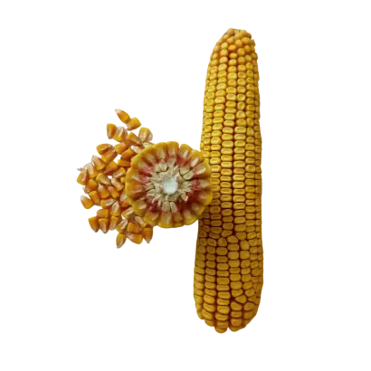 ЗОЛОТОЙ ПОЧАТОК 165 МВ