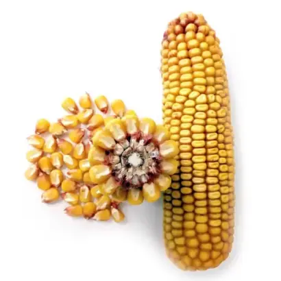 ЗОЛОТОЙ ПОЧАТОК 153 МВ