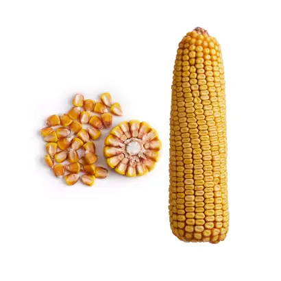 ЗОЛОТОЙ ПОЧАТОК 170 МВ