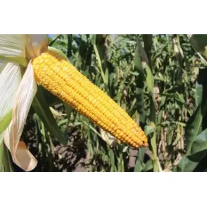 ЛАДОЖСКИЙ 299 АМВ