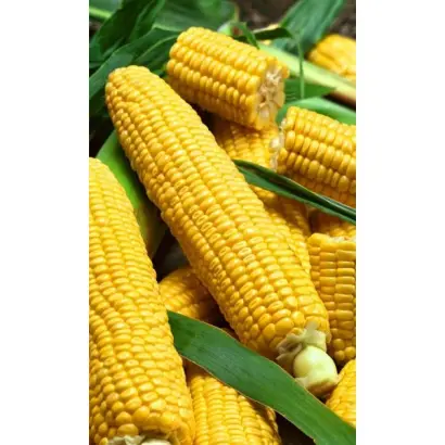 ПРОХЛАДНЕНСКИЙ 175 СВ