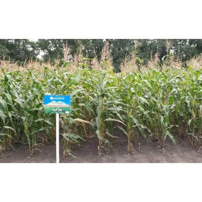 ПРОХЛАДНЕНСКИЙ 185 СВ