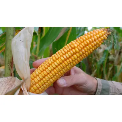 РЖТ ЭКСАГОН