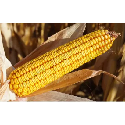 ЛАДОЖСКИЙ 277 АМВ