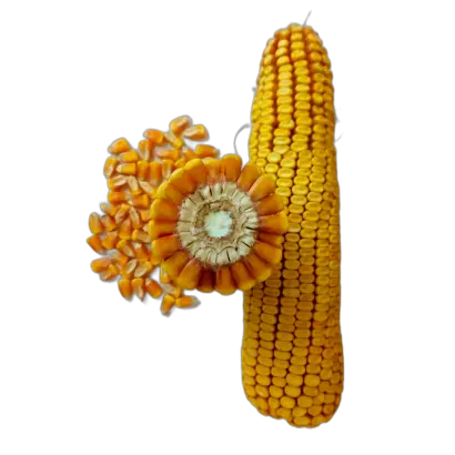 ЗОЛОТОЙ ПОЧАТОК 190 СВ