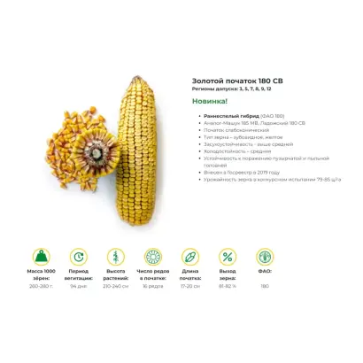 ЗОЛОТОЙ ПОЧАТОК 180 СВ