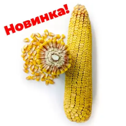 ЗОЛОТОЙ ПОЧАТОК 200 СВ