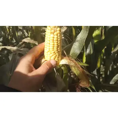 КВС КАМПИНОС