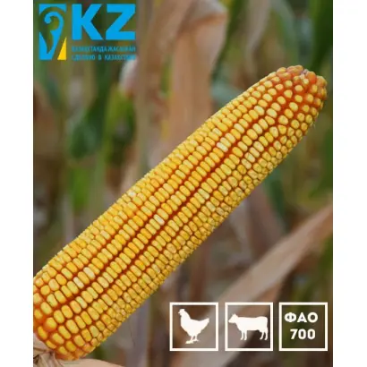 К 2577 А Х К 2579 А