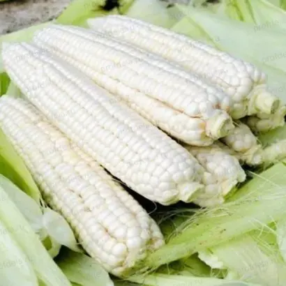 КАБАРДИНСКАЯ БЕЛАЯ ЗУБОВИДНАЯ