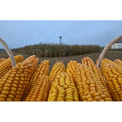 ПОЛЕССКИЙ 220 СВ