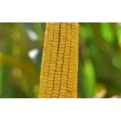 РПК 7250 Х РПК 7404