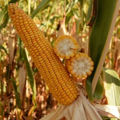 ФРЕДЕРИКО КВС