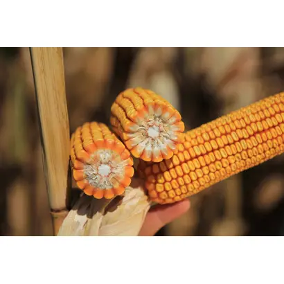 КВС КОМПЛИМЕНТ