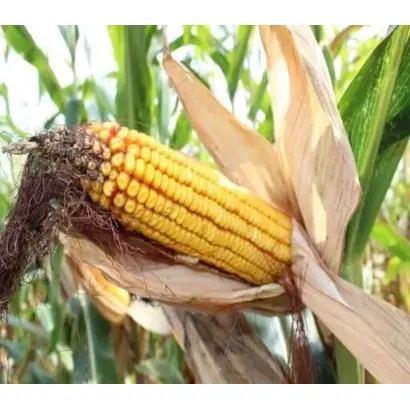 ЛАДОЖСКИЙ 180 МВ