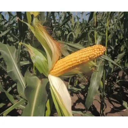 ЛАДОЖСКИЙ 150 СВ