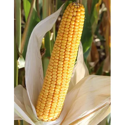 ЛАДОЖСКИЙ 400 АМВ