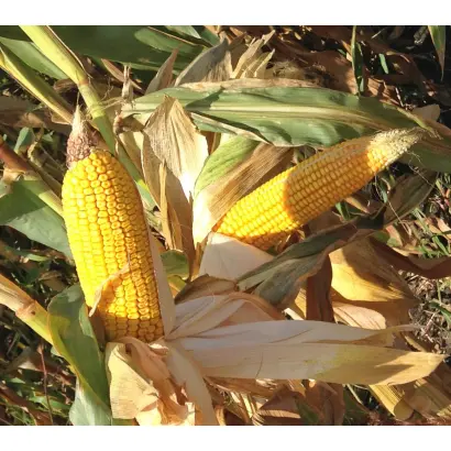 ЭФФЕКТНЫЙ СВ