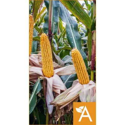 ЛАДОЖСКИЙ 501 АМВ