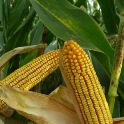 ЯРОВЕЦ 243 МВ