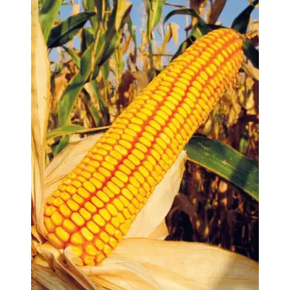 КРАСНОДАРСКИЙ 294 АМВ