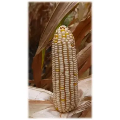 БЕЛОЗЕРНЫЙ 250