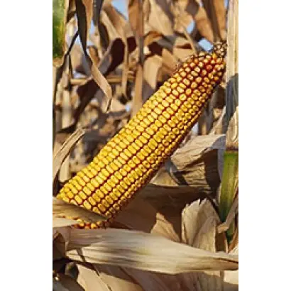 БЫСТРИЦА 400 МВ