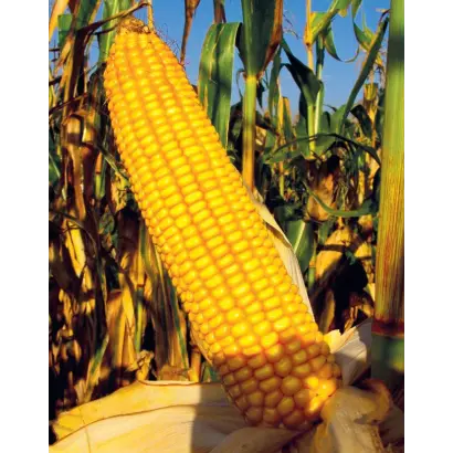 КРАСНОДАРСКИЙ 193 МВ