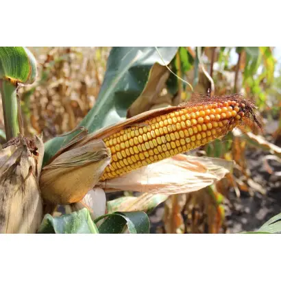 ЛАДОЖСКИЙ 221 АМВ