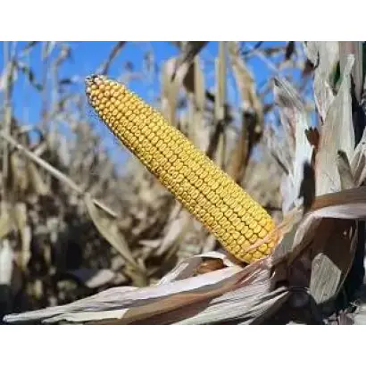 ЛАДОЖСКИЙ 341 АМВ