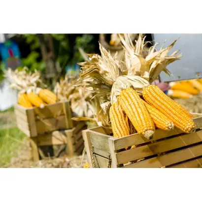 МОЛДАВСКИЙ 238 АСВ