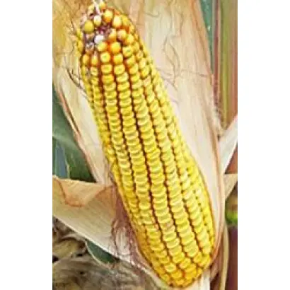 КУБАНСКИЙ 250 МВ