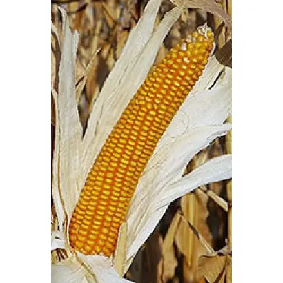 КУБАНСКИЙ 141 МВ