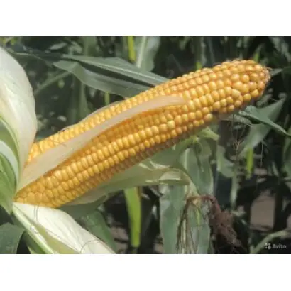 ЛАДОЖСКИЙ 460 МВ