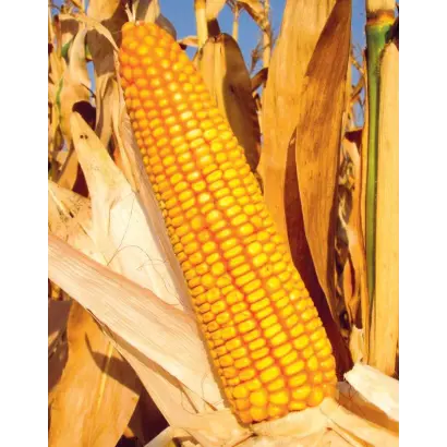 КРАСНОДАРСКИЙ 370 МВ