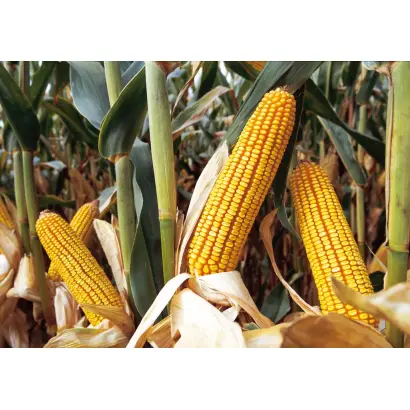 РОСМОЛД 202 МВ