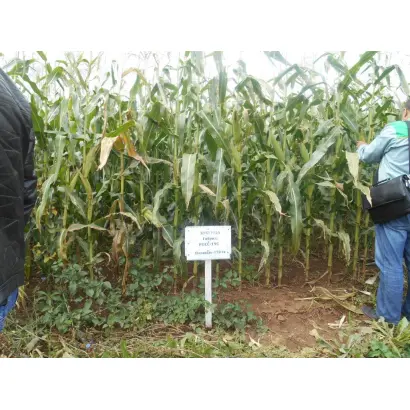 МОЛДАВСКИЙ 205 АЛСВ