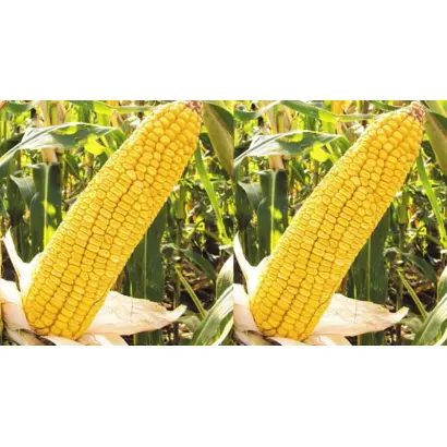 КРАСНОДАРСКИЙ 230 АМВ