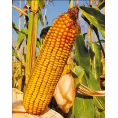 КРАСНОДАРСКИЙ 452 АМВ