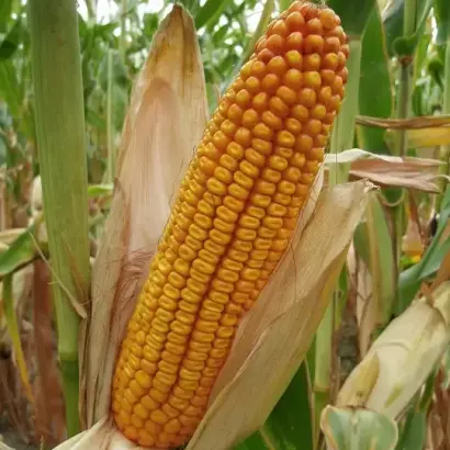 ЛАДОЖСКИЙ 411 МВ