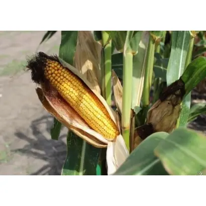 ЛАДОЖСКИЙ 391 АМВ