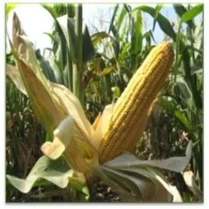 ЛАДОЖСКИЙ 298 МВ