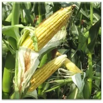 ЛАДОЖСКИЙ 301 АМВ