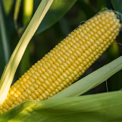 ОКЮ 414 X С 2101-2